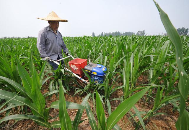 玉米大田的管理技术规范：大田玉米高产栽培技术 