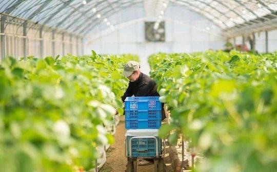 京郊智慧农业引领现代农业革新之路