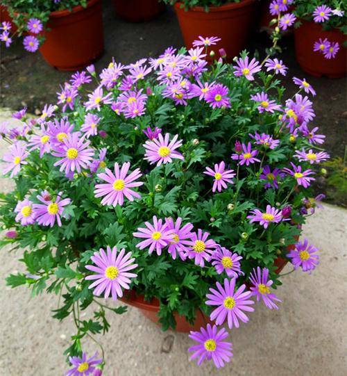 气宇轩昂 第3页