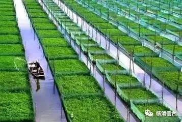 种植术规范，引领现代农业发展的核心动力