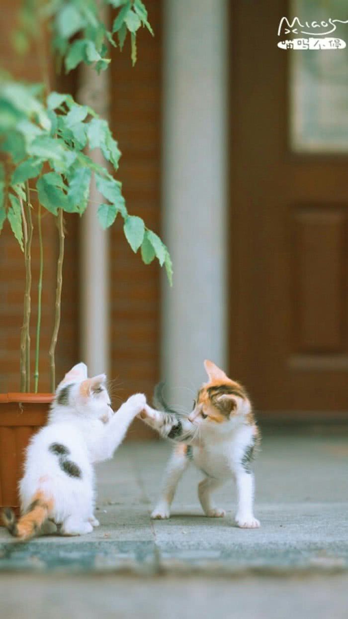 独家记忆飞猫茶叶：独家记忆飞飞影视 