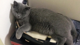 小猫突发奇想：猫咪突然想攻击主人怎么回事 