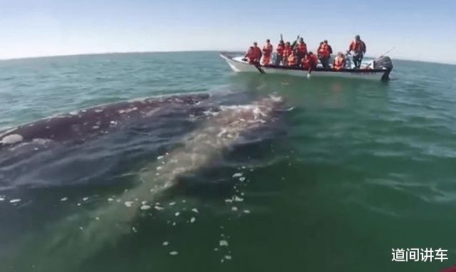 鲸鱼不断流泪：鲸鱼有眼泪 