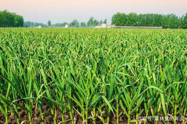 荆州水稻养殖技术大揭秘，规范化种植，高效优质产量保障