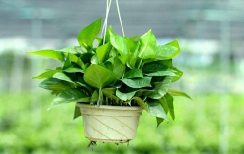 绿萝，绿色生活的时尚诠释者