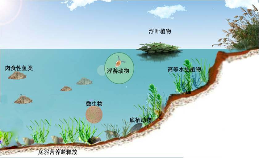 湿地生态深度揭秘，探寻自然奥秘与价值之旅