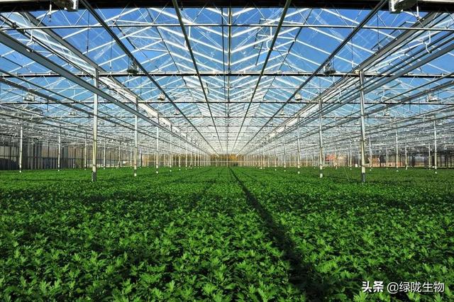 大棚高效肥：大棚肥害过量如何管理 