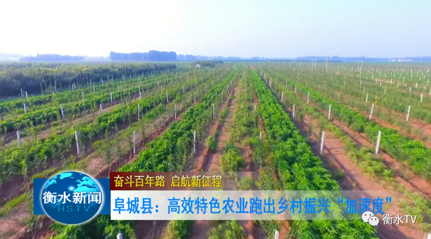 高效特色农业突出：特色农业发展的示范 