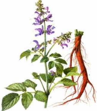 独家瑶族中草药：瑶族草药有哪些 