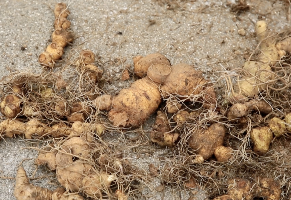独家瑶族中草药:瑶族草药有哪些