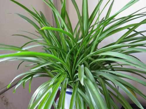 吊兰安全绳安全规范：吊兰的安全装置包括哪些 