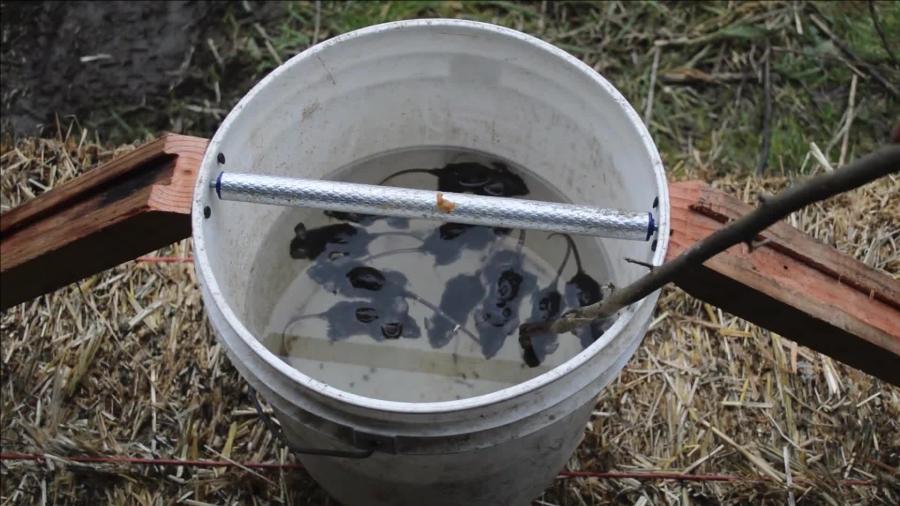 高效率捕鼠陷阱装备：捕鼠陷阱设计图 