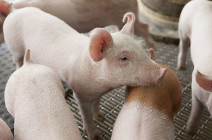 猪王子今日行情独家解析，最新视频分析带你看透市场走势