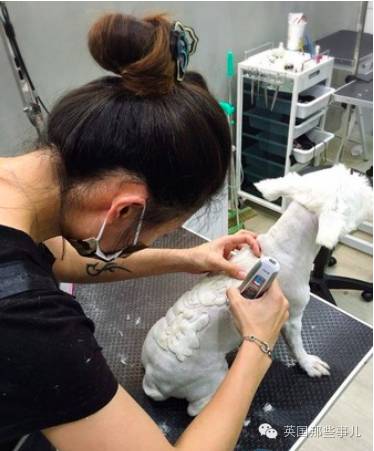 剪毛不断根：剪毛会怎样 