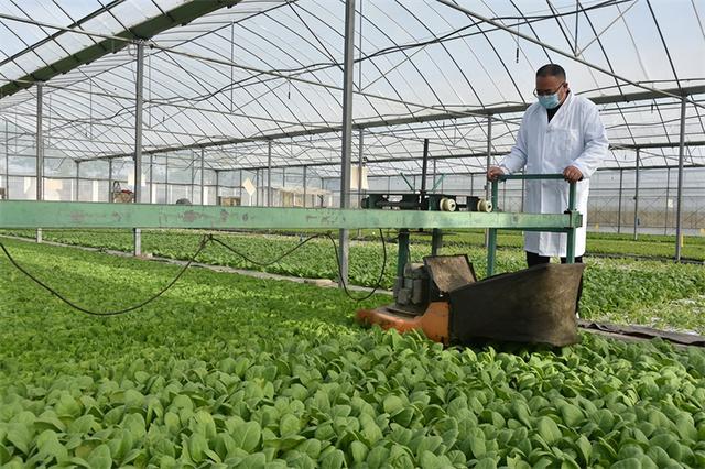 番茄苗移栽技术，确保不断根的小妙招！