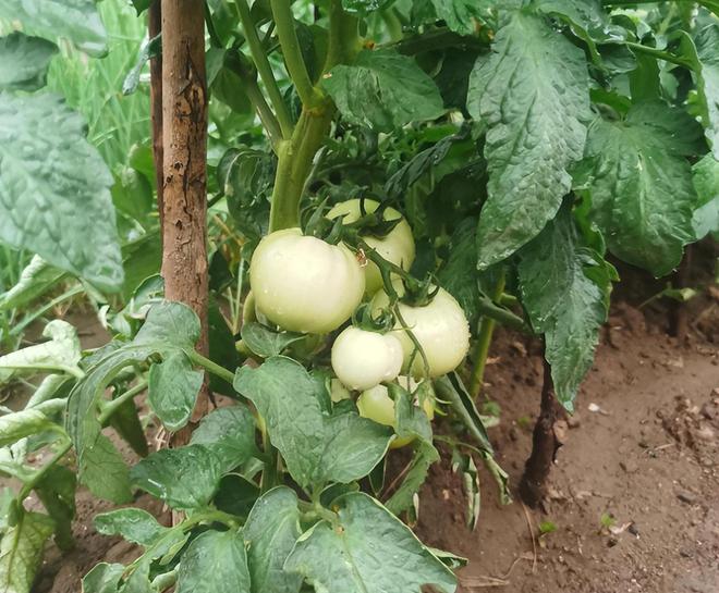 突发奇想每日坚果: