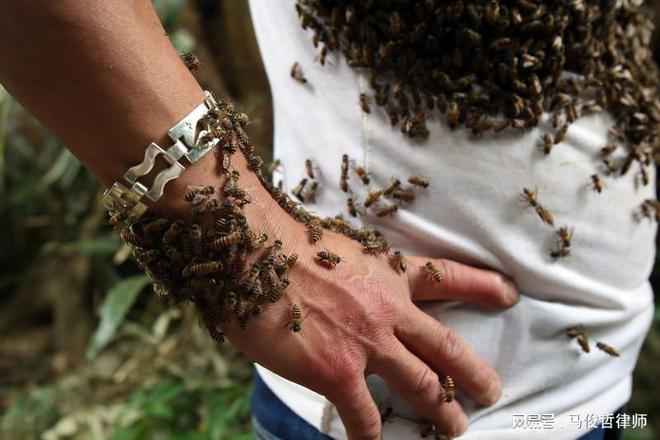 蜜蜂突发事故赔偿：蜜蜂受伤 