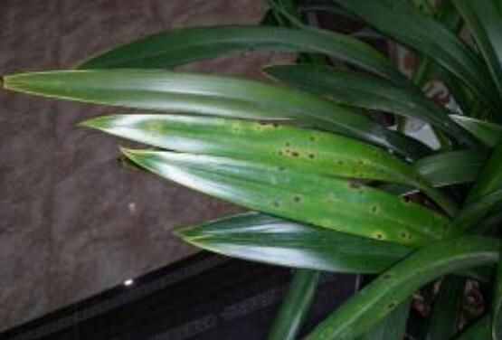 兰花不断长黑斑：兰花长黑点是什么病 