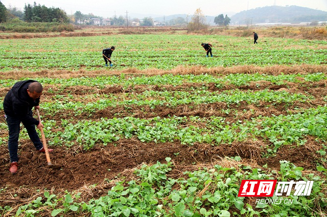 双峰油菜新种植模式与技术推动产业蓬勃发展，新闻头条报道