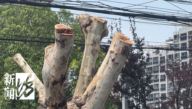 石家庄树木修剪规范：石家庄树被砍 