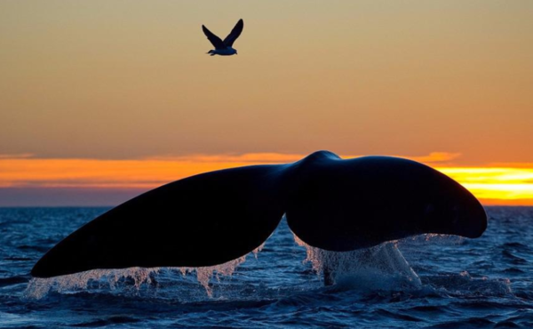 海鸥英文宣传：海鸥英文翻译 