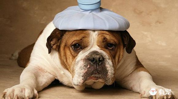 狗狗突发急性脑炎：狗狗急性脑炎前会不会有什么预兆 