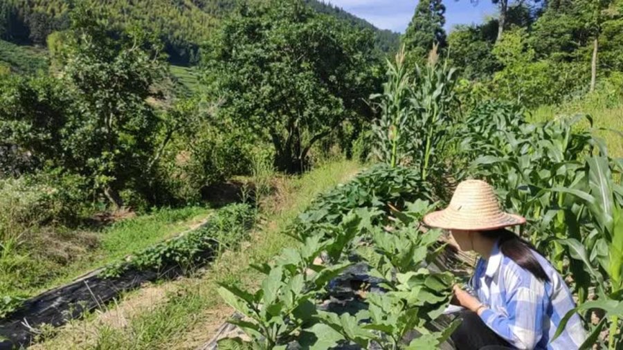 茄子叶片管理技术规范：茄子的叶子要剪掉吗 