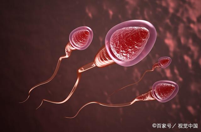 精子不断生产： 