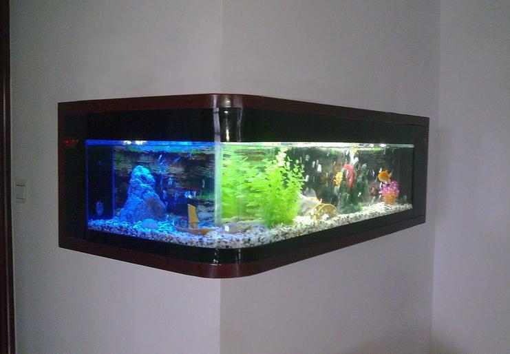 世界家庭鱼缸TOP排行榜揭晓！