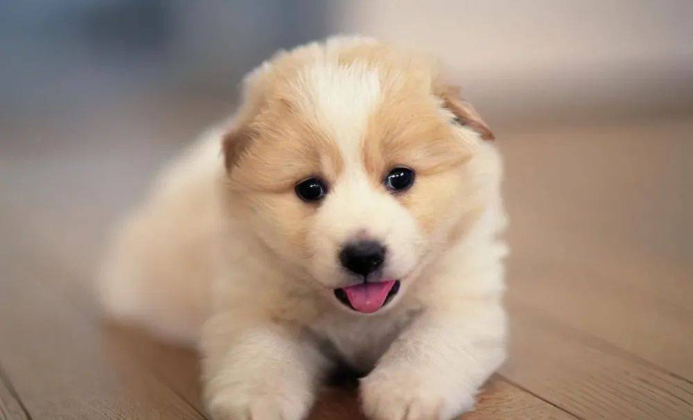 独家回忆小狗的文案：怀念小狗的句子 