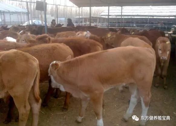 国外高效养牛：国外养殖肉牛的模式 