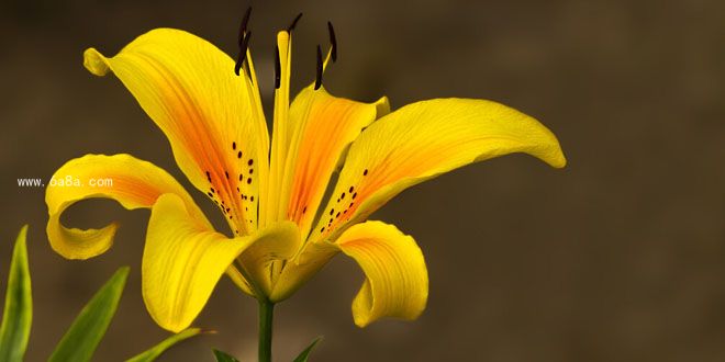 落实草花花语：草木花语 