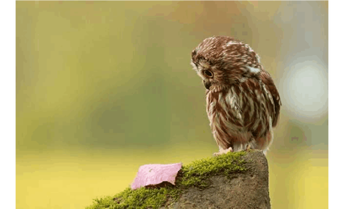 百度收录推荐，雀鹰的鸣叫，探寻大自然中的美妙旋律