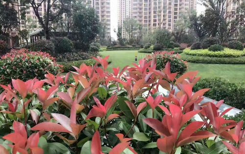 林甸花园最新动态，城市绿肺新篇章开启