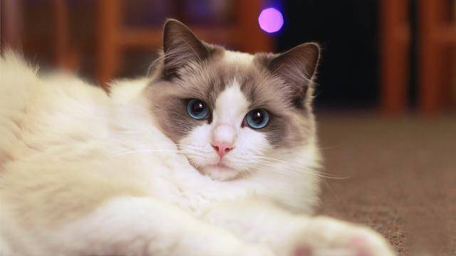 最新布偶猫咪购买指南，全方位攻略助你养猫无忧！