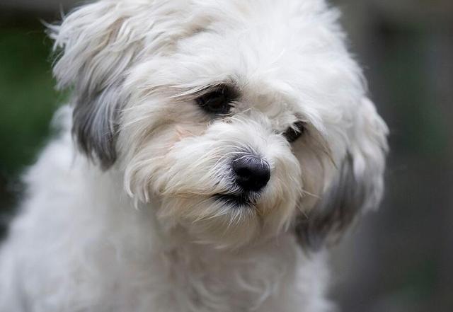 关于比熊犬是否断尾，深度探讨的话题