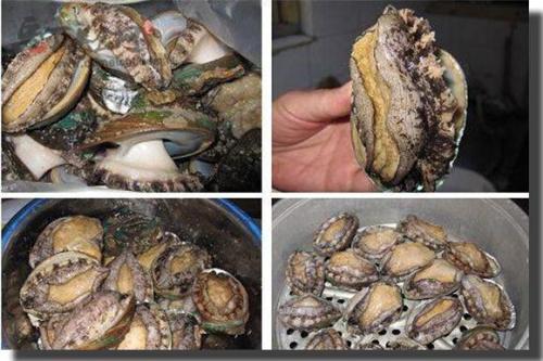 揭秘人体极品鲍鱼，深度探讨百度下的神秘面纱