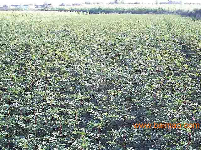 韩城花椒最新价格走势分析，今日行情揭秘