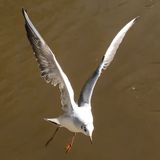 滇池海鸥最新动态，今日惊喜揭秘！
