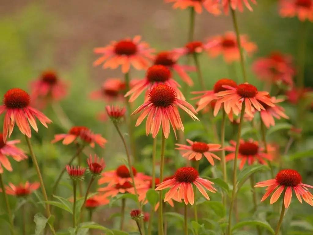 励志激励语录墙纸图片，激发无限潜能，燃起追求梦想的力量！