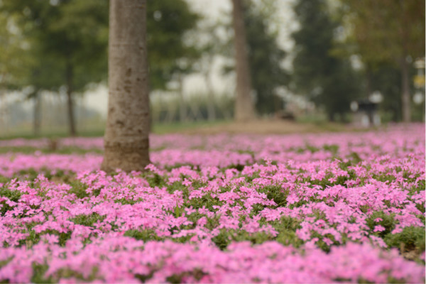 独家小院里的迷人花卉世界