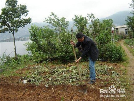 红薯高效种植秘诀大揭秘！