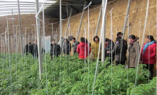 山西果农繁荣果园，科技创新引领农业新篇章