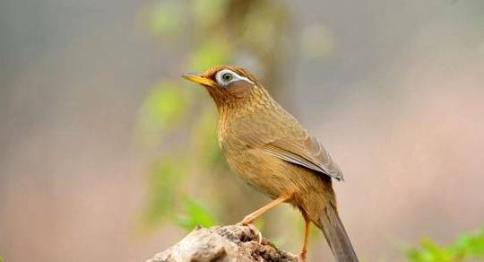 独家配方揭秘，画眉红眼鸟食的制作秘诀