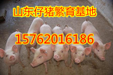 小猪最新价格走势及分析今日播报