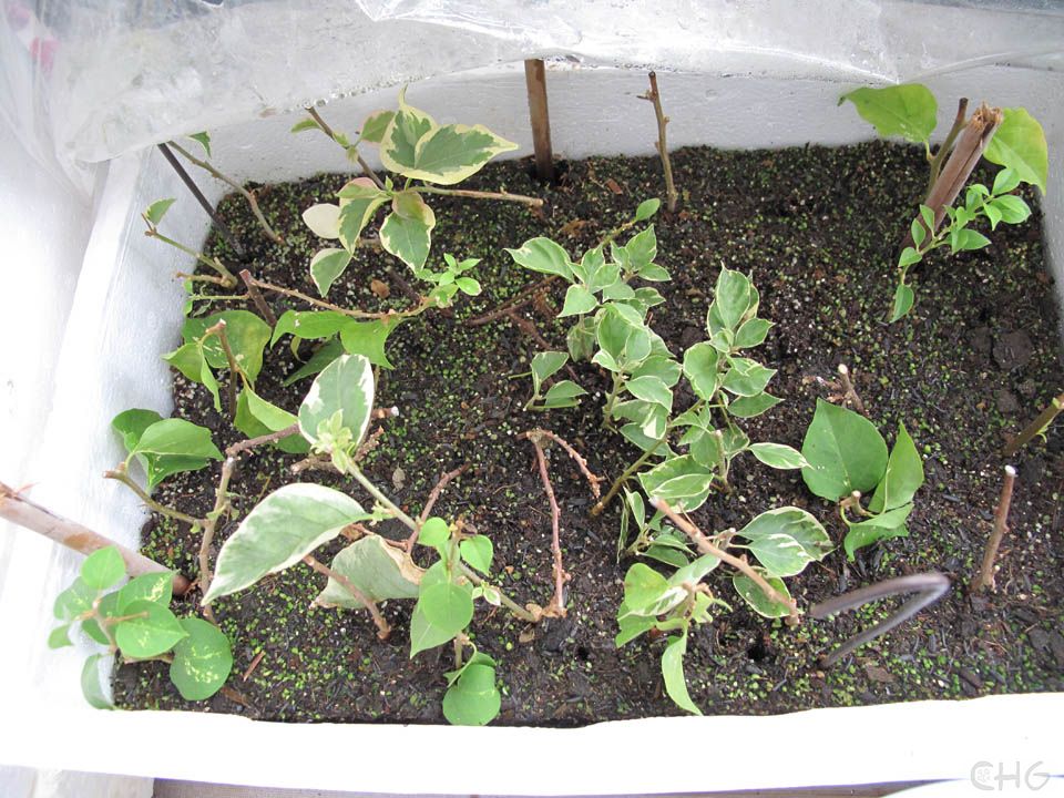 花叶落实扦插，园艺艺术的细致魅力