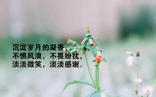 山海情感语录，探索人生励志体悟之路