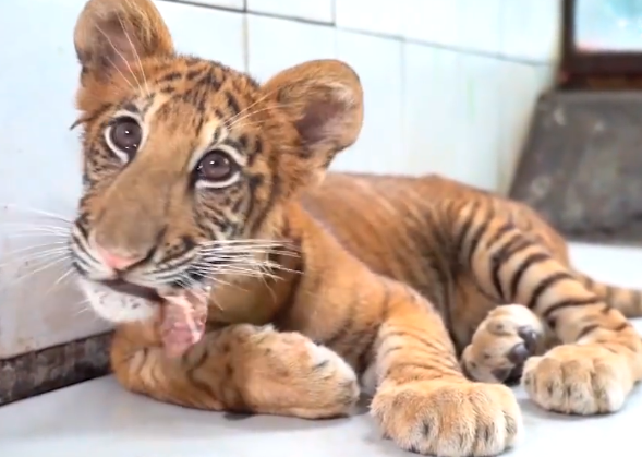 全球虎兽宝宝独特排行榜单揭晓！