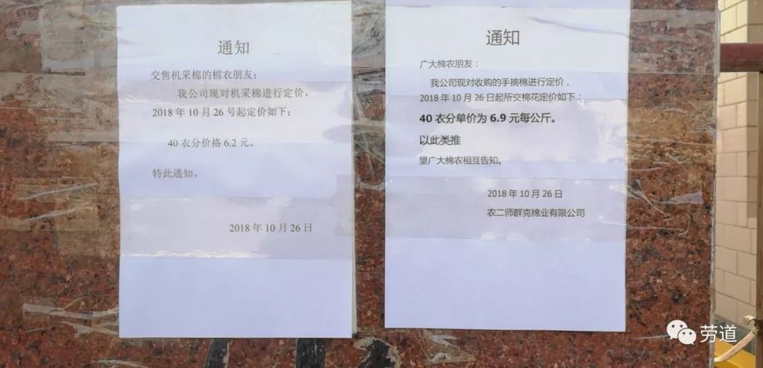 棉花最新报价与市场动态深度解析