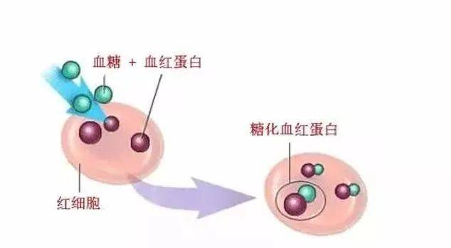 揭秘红细胞奥秘，深入了解血红蛋白的百度知识库
